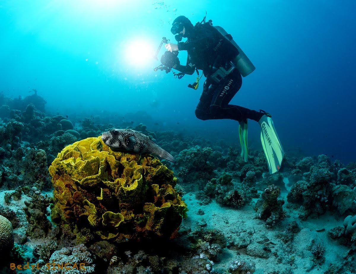 Certified divers diving from shore 80jd - Aqaba Sharks Bay Divers